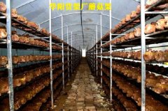 蘑菇架廠家直銷，食用菌蘑菇架子，食用菌網(wǎng)格